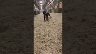 Video preview image #1 Staffordshire Bull Terrier Puppy For Sale in Maryville, TN, USA