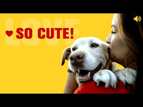 Sounds That Make Dogs Love You 🐶