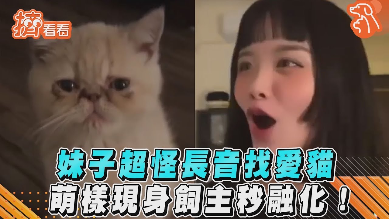 影音/妹子超怪長音找愛貓 萌樣現身飼主秒融化!