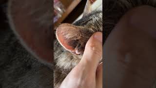 ぬこ #猫