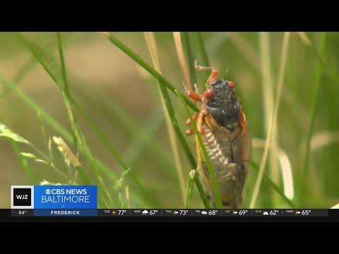 What you need to know about cicadas in 2024