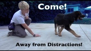 The best way to teach Come when called with DISTRACTIONS!