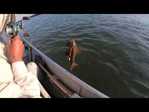 PESCARIA NO RIO PARANAPANEMA EM DIAMANTE DO NORTE PR , CURIMBA , PIAU , ARMAL , CASCUDO , LAMBARI !