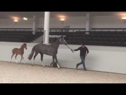 Stutfohlen mit dem gewissen Etwas v. Morricone