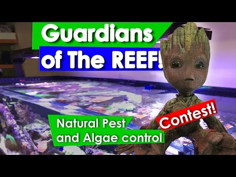 Guardians of the Reef: Natural  Algae and Pest Control using fish and inverts- ReefDues Contest!
