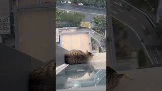 Essa Equipe de Resgate Salvou o Gatinho Fofo 😻❤️