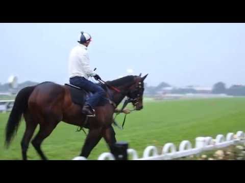 ATC TV: Winx Trackwork - 14 Sept 2016