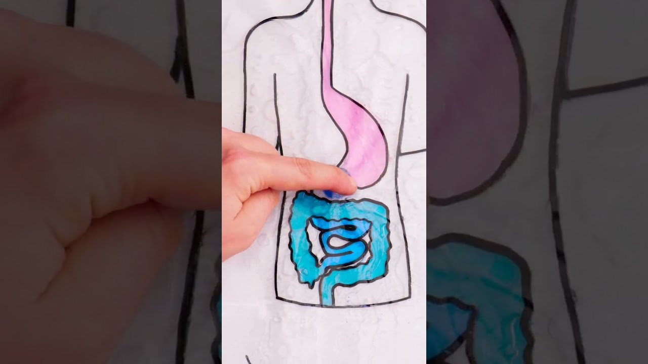 Dive into Digestion! 🌟🍏 Unraveling the Mysteries of Your Tummy!