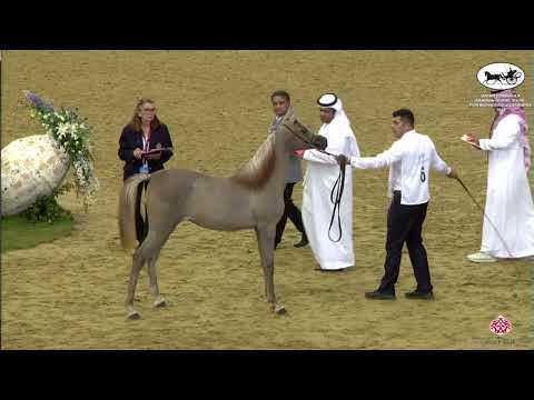 N 6 JULNAR AL SAFWA   Qatar Peninsula Horse Show for Individual Owners 2022   Yearling Fillies Class