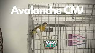 AVALANCHE CMA