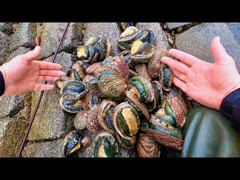 Amazing Coastal Foraging Day - Lobsters , Crab , Abalone and Sea Creatures! 