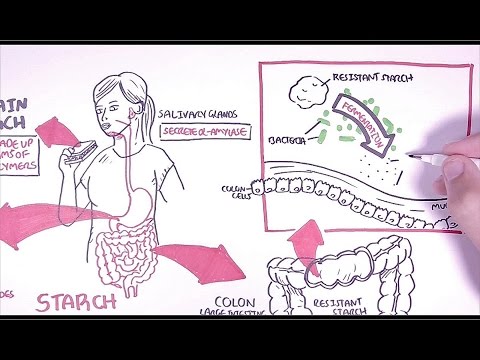 飢餓的微生物組。澱粉消化 (Hungry Microbiome: Starch Digestion)