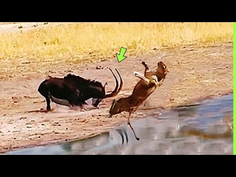 THE LIONESS DIDN'T KNOW HE WAS GOING TO DO THIS