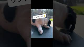 2ヶ月になったよ！2 month puppy #いぬ #犬 #犬のいる暮らし #犬のいる生活 #留学日記 #dog #puppy #puppylife #doglover #犬好き #犬動画