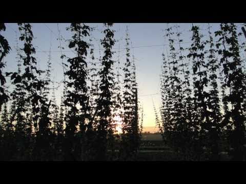 2010 Nieuw hopveld in Watou