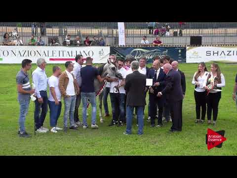 2 nd Place N.31 HENDRICKS - 2017 Italian Nationals - Yearling Colts Championship (Class 16)