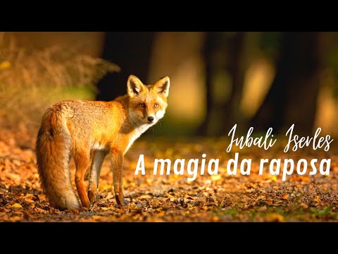 A magia da raposa de Inbali Iserles! #leituratododia