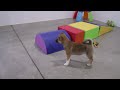 Shiba Inu dogs for sale: Whimsey - Video 1