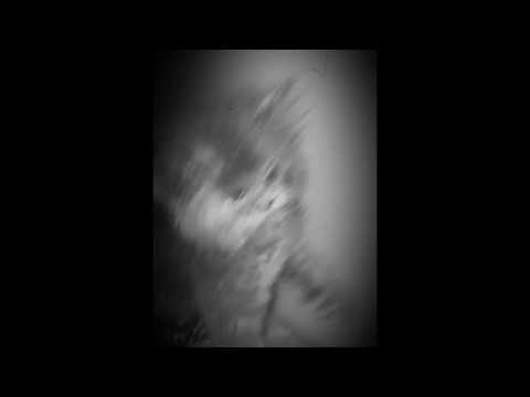 Cute Persian Cat Zayna Beating Me...