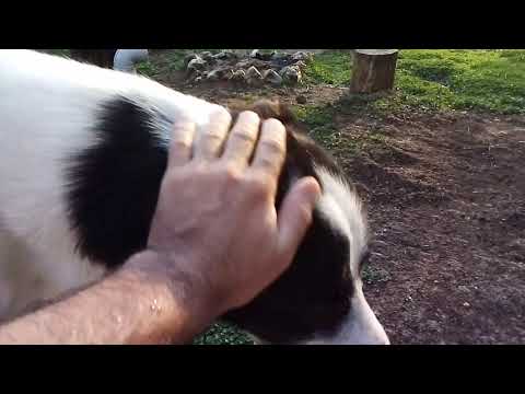 Day3480 DoggyAfternoon  29Jun2021