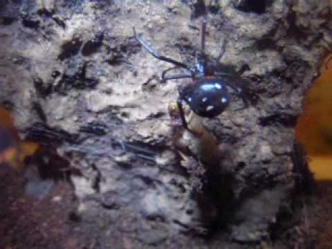 My favorite Latrodectus menavodi (Black Widow) "Belus"