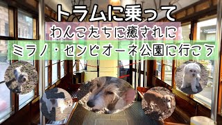 トラムに乗ってワンコたちに癒されにミラノ・センピオーネ公園に行こう
