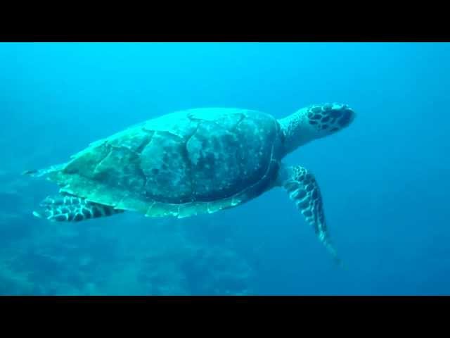 石垣島　海へ