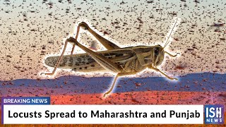 Locusts Spread to Maharashtra and Punjab