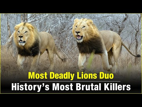 Tödliches Löwen-Duo Mr. T & Kinky Tail | Die wildeste Bruderschaft der Geschichte