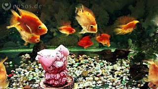 preview picture of video 'Orange Parrot Cichlids and Goldfish in Aquarium'