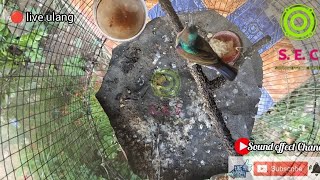 Download lagu 🔴 Kolibri kelapa //suara pikat ampuh//live ulang mp3