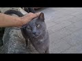 Gray Cat Comes After Me Meowing Because It S So Hungry