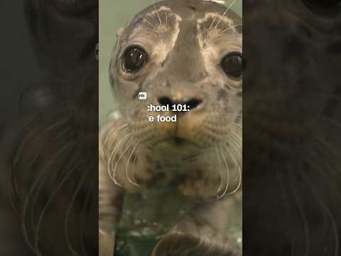 School’s in session for these seal pups. Their first lesson? Fish are food