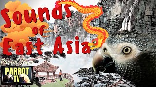 Classic Sounds of East Asia | Zenful East Asian Music for Birds | Parrot TV for Your Bird Room🐉