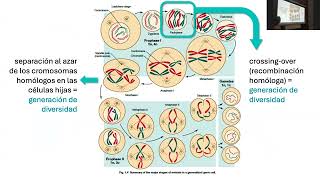 UC8-T2-De los Gametos al Cigoto