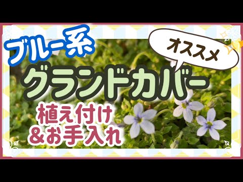園芸 ガードナーのエスカロニア、オルガン山脈のエスカロニア