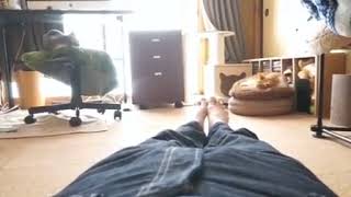 【呼んだら必ず来る猫が可愛すぎる件について】