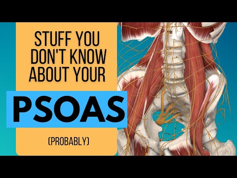 3D Anatomy of the Psoas // Massage for the Psoas // Iliopsoas Anatomy