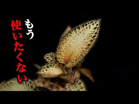 ジンジャーラン、Roscoea auriculata