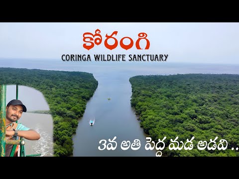 korangi forest kakinada | India's 3rd largest mangrove forest | Andhra Pradesh | Kakinada