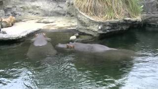 preview picture of video 'アキーラさんお薦め！大阪・天王寺動物園,カバ編,Hippo,Tenoji-Zoo,Osaka,Japan'