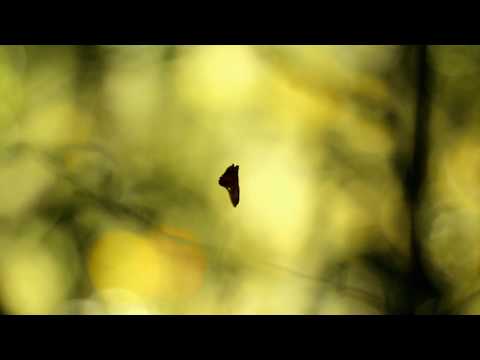 Wesha Kona (teaser) - Ketrafe ka Vñvm (Sesiones Reni)