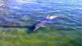 preview picture of video 'Dolphin Catching Fish - Mandurah'