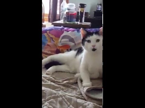 My cats addicted to Temptations. - YouTube