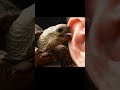 ASMR Licking Human Ear Turtle Tortoise Ai​ Aiart​ Asmrsounds​ Asmr​ Aiasmr​ Satisfyingvide