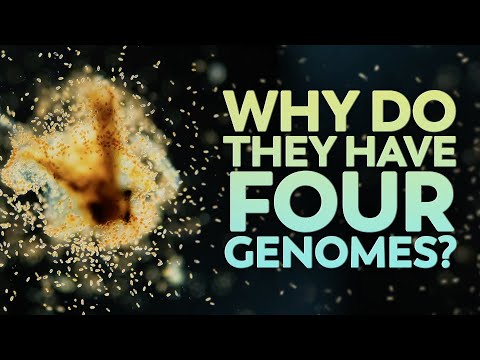 O que essas algas fazem com quatro genomas?