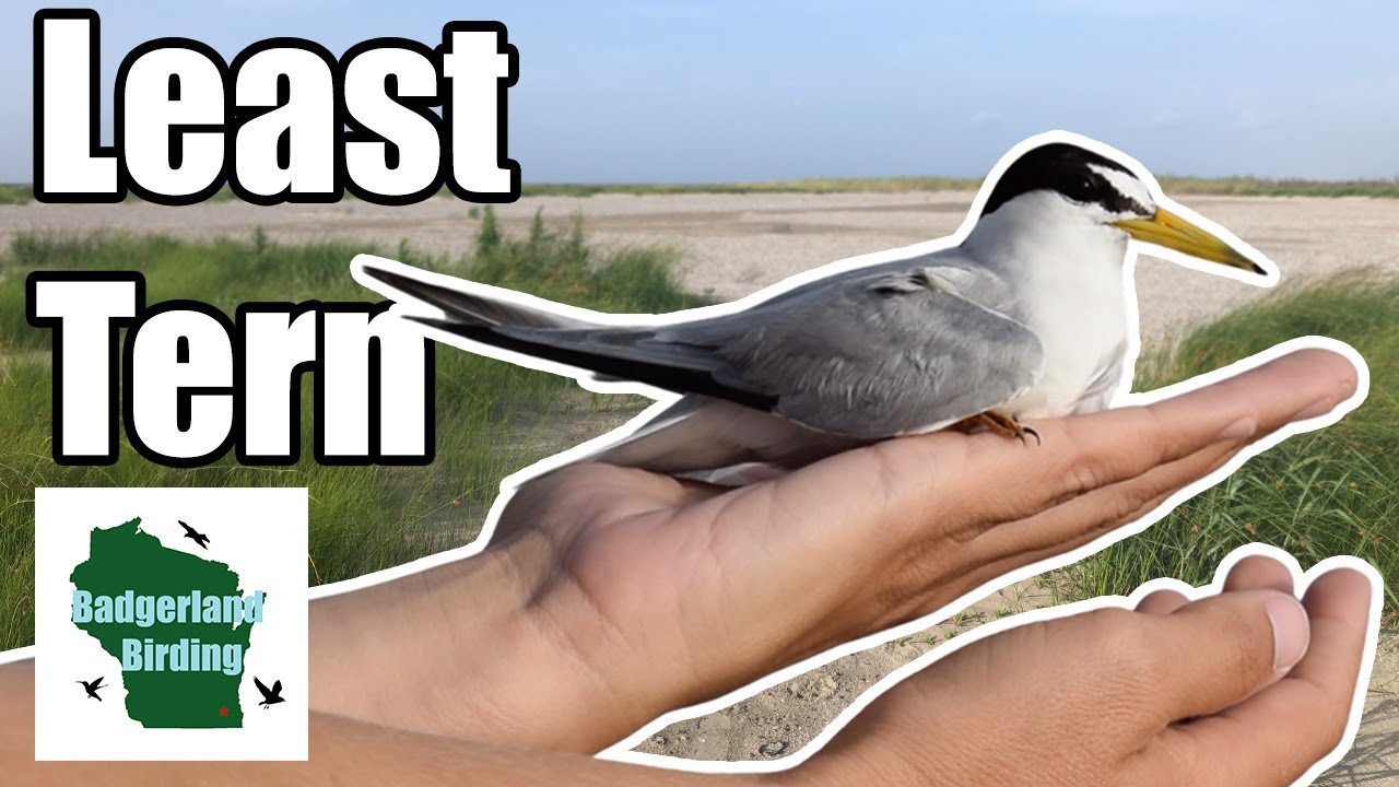 We Caught Least Terns! (For Science)