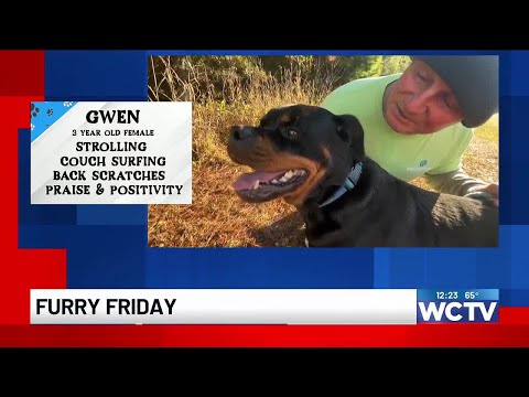 Furry Fridays: Meet Gwen! - YouTube