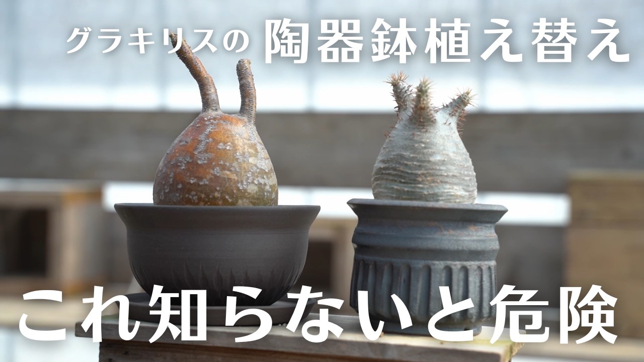 【失敗しないグラキリスの植え替え方法】初心者こそ“必ず”知ってから植え替えすべきワケ。