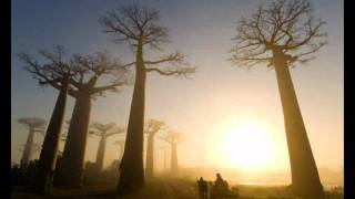 If These Trees Could Talk - From Roots To Needles (HD)